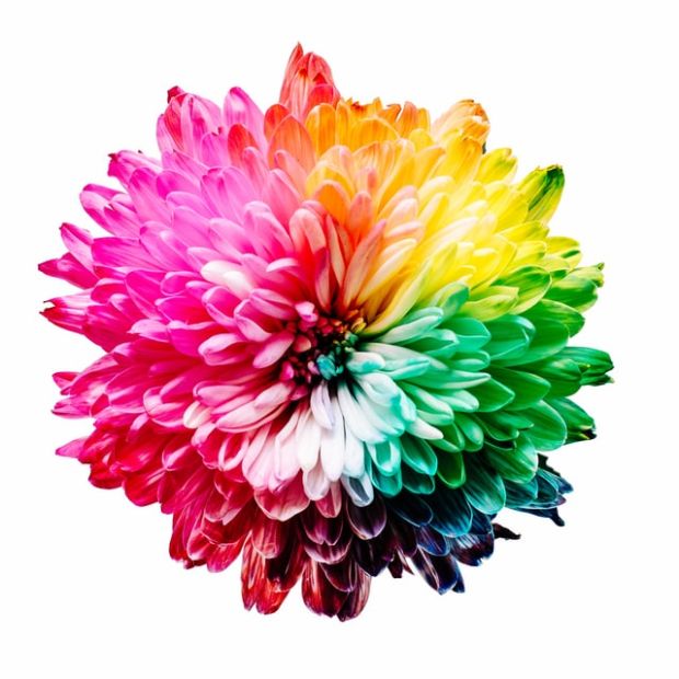 Blüte in Regenbogenfarben